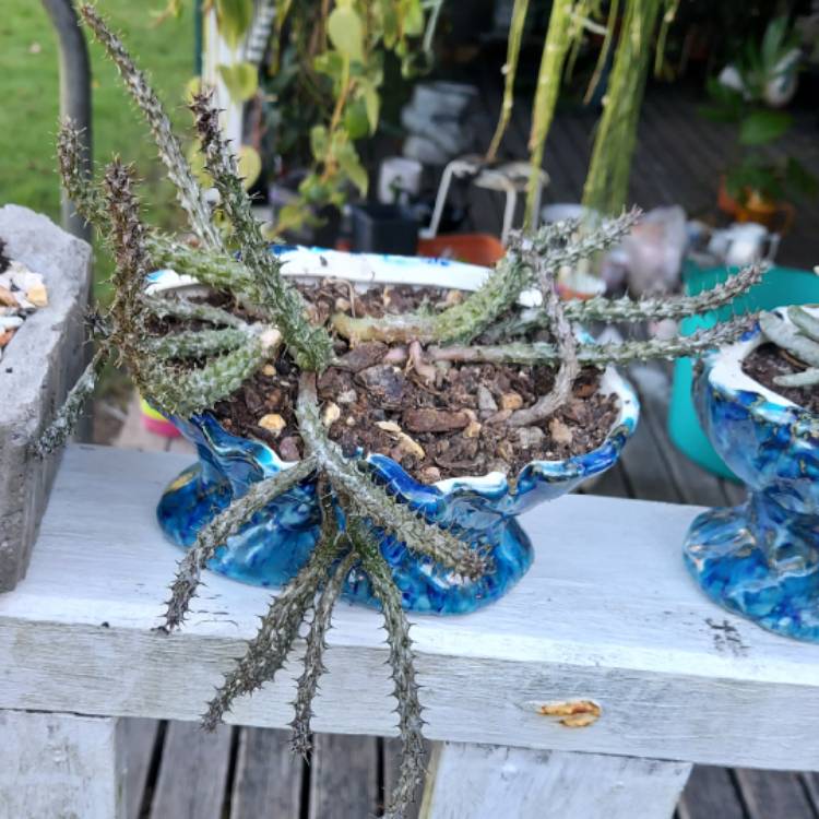 Plant image Stapelia decaryi