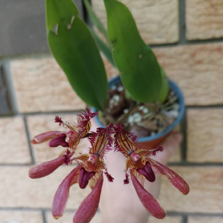 plant image 1581411