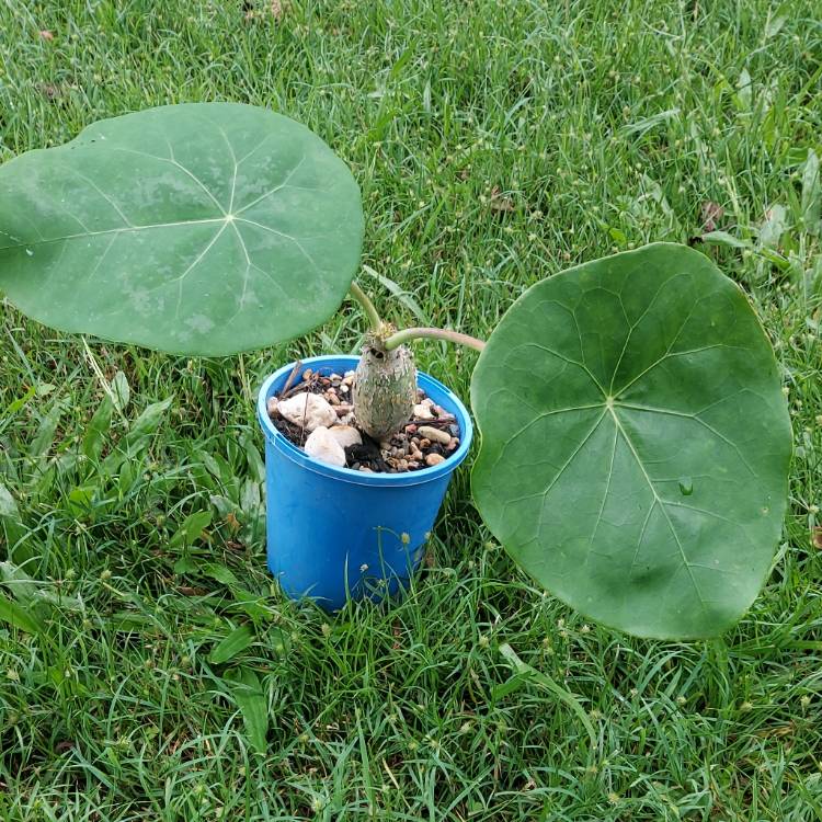 plant image 1584265 plant image 1584265