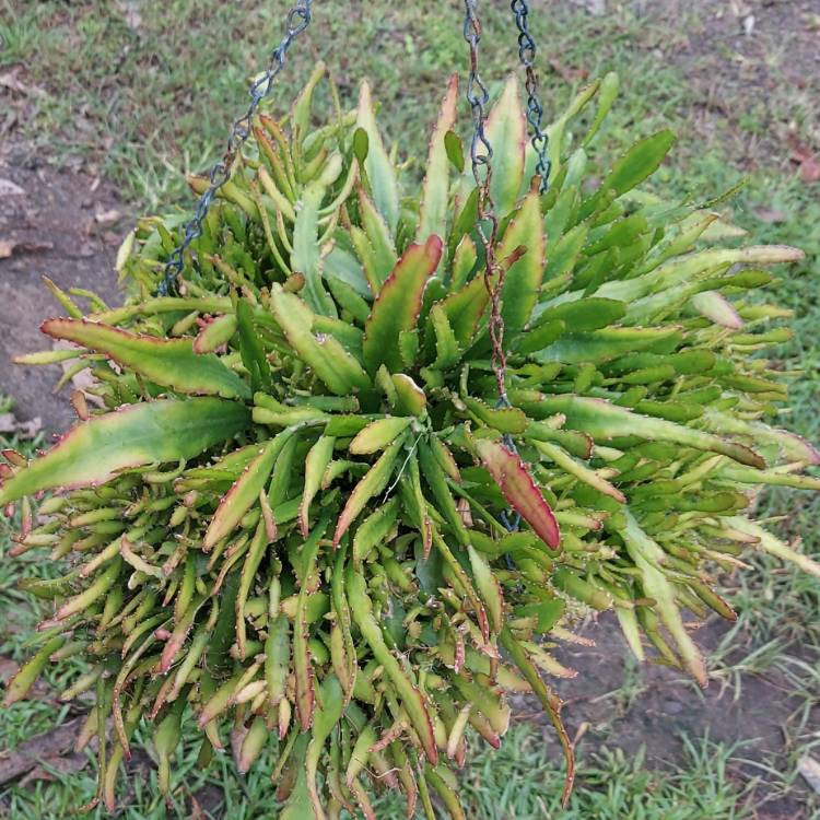 plant image 1584267 plant image 1584267