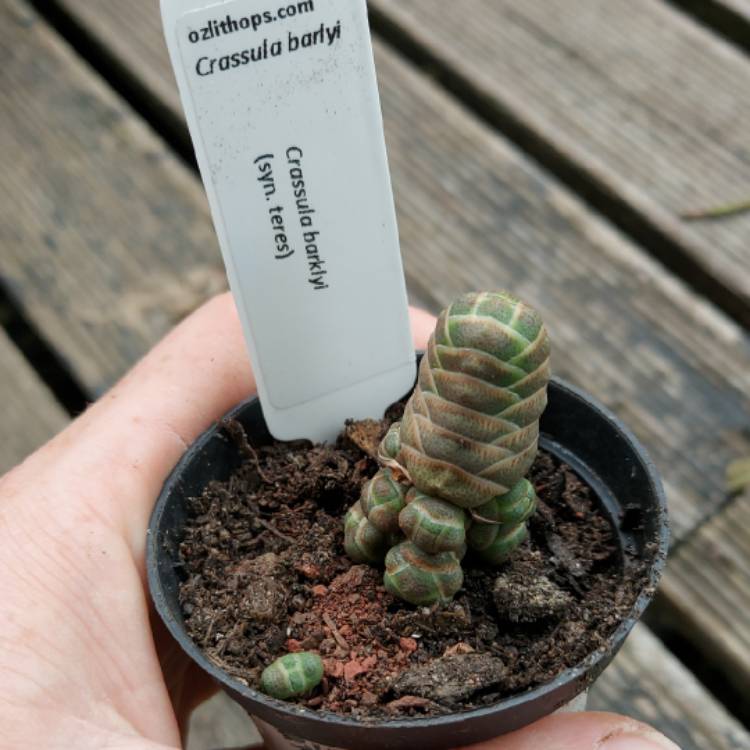 Plant image Crassula 'barklyi'