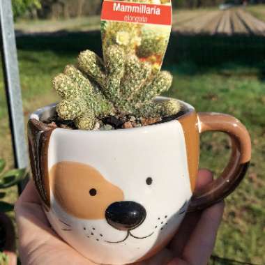 Mammillaria elongata