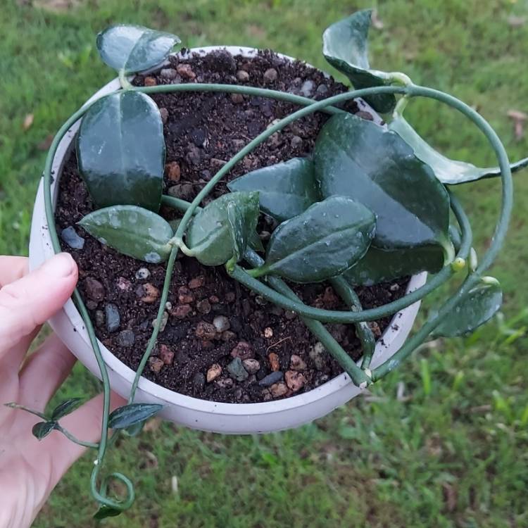 plant image 1598212