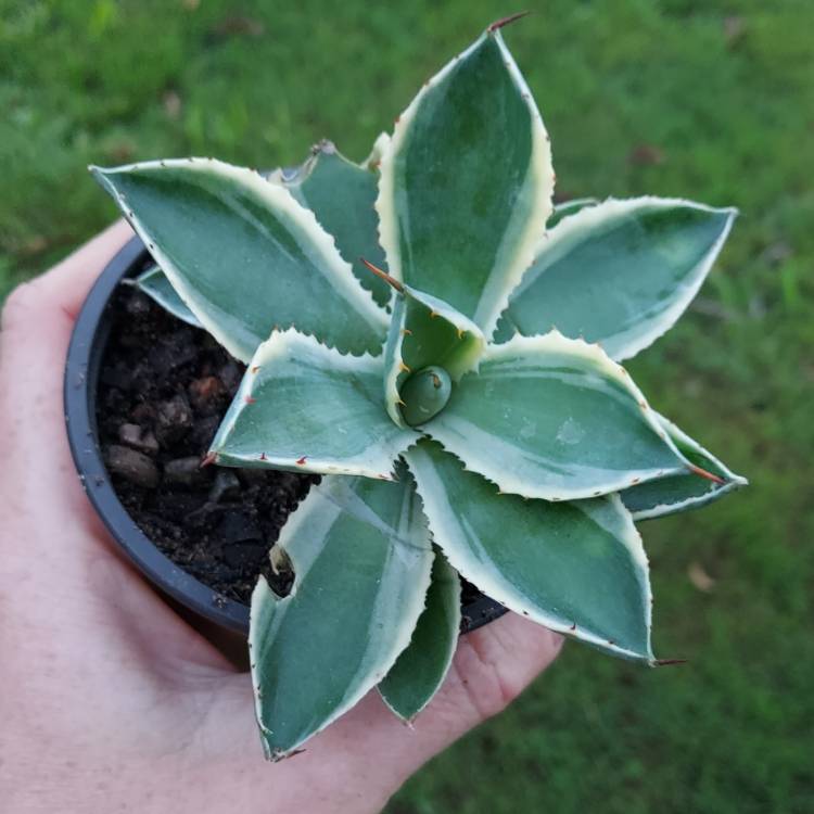 Plant image Agave 'Kissho Kan'