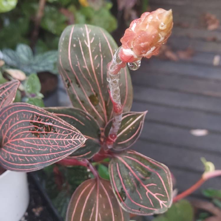 Plant image Ludisia discolor