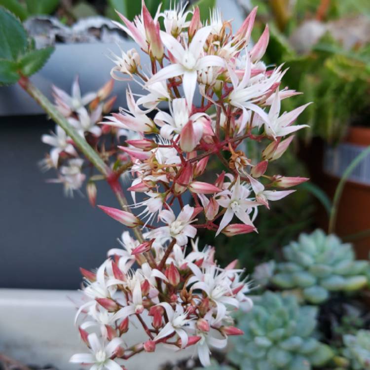 plant image 1615504 plant image 1615504
