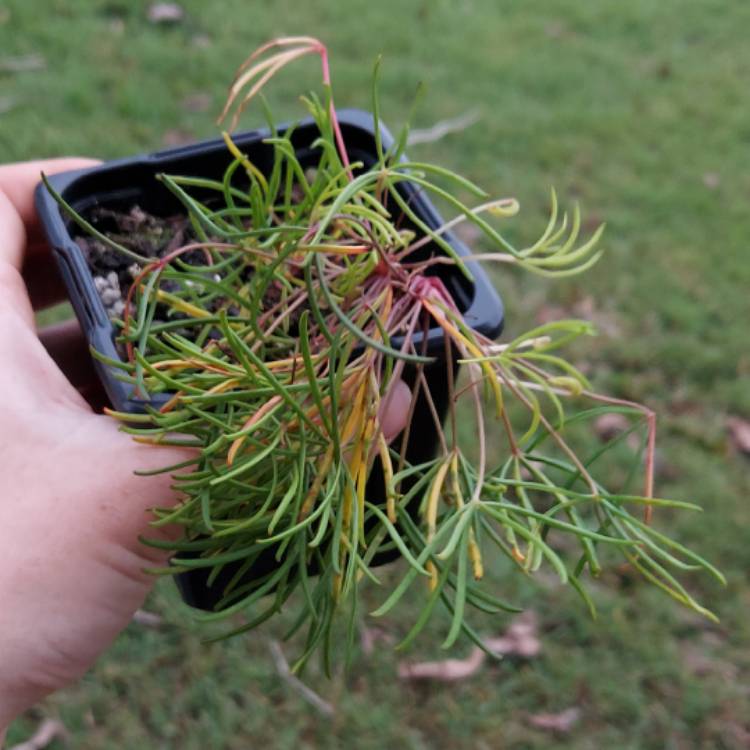 plant image 1616868