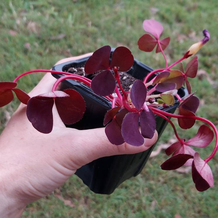 plant image 1616869
