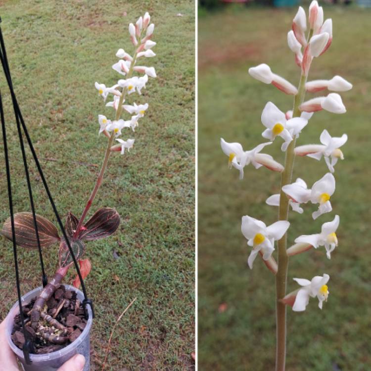 plant image 1618456