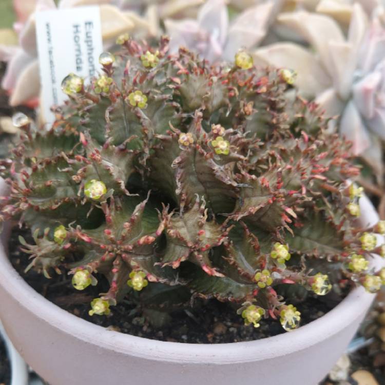 plant image 1619200 plant image 1619200