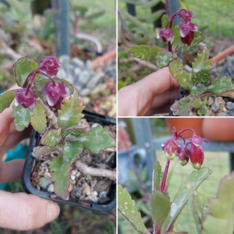 plant image 1623570