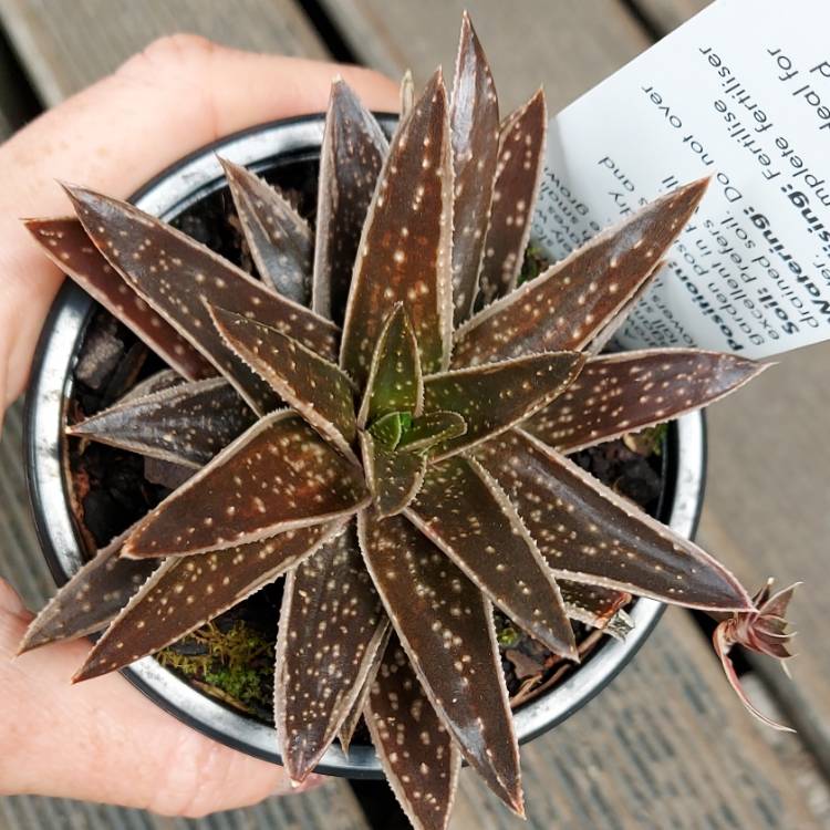 Plant image x Gasteraloe 'Thais'