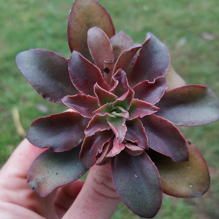 Plant image Echeveria Minas