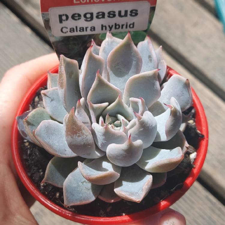 Plant image Echeveria 'Pegasus'