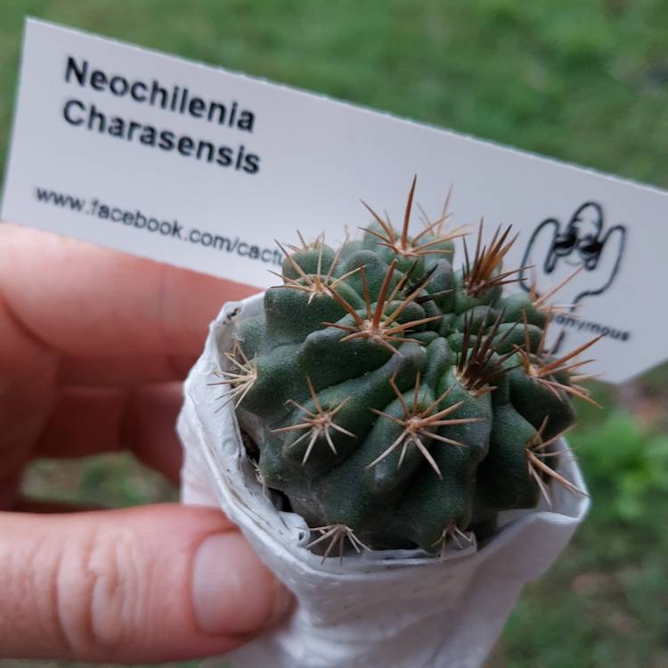 Plant image Eriosyce heinrichiana