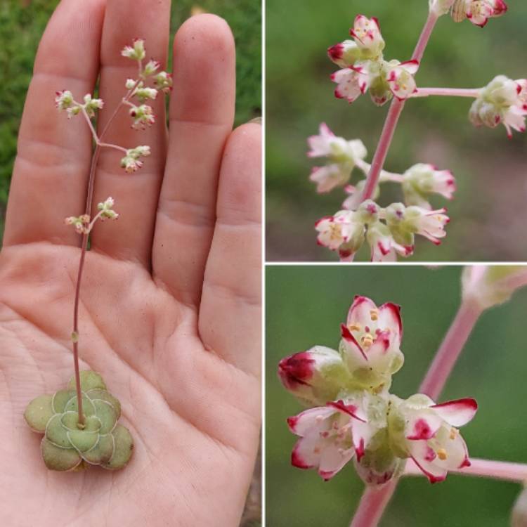 Plant image Crassula 'Orbicularis'