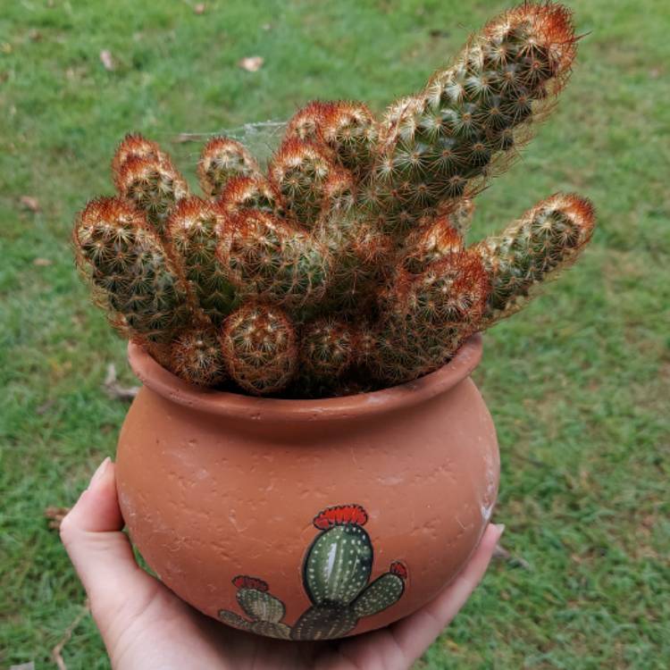 plant image 1632465