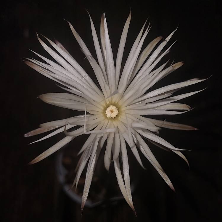 Plant image Echinopsis mirabilis syn. Setiechinopsis mirabilis
