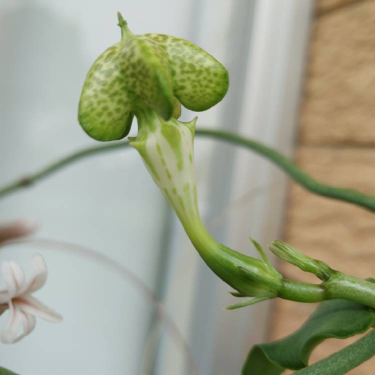 Plant image Ceropegia Sandersonii 