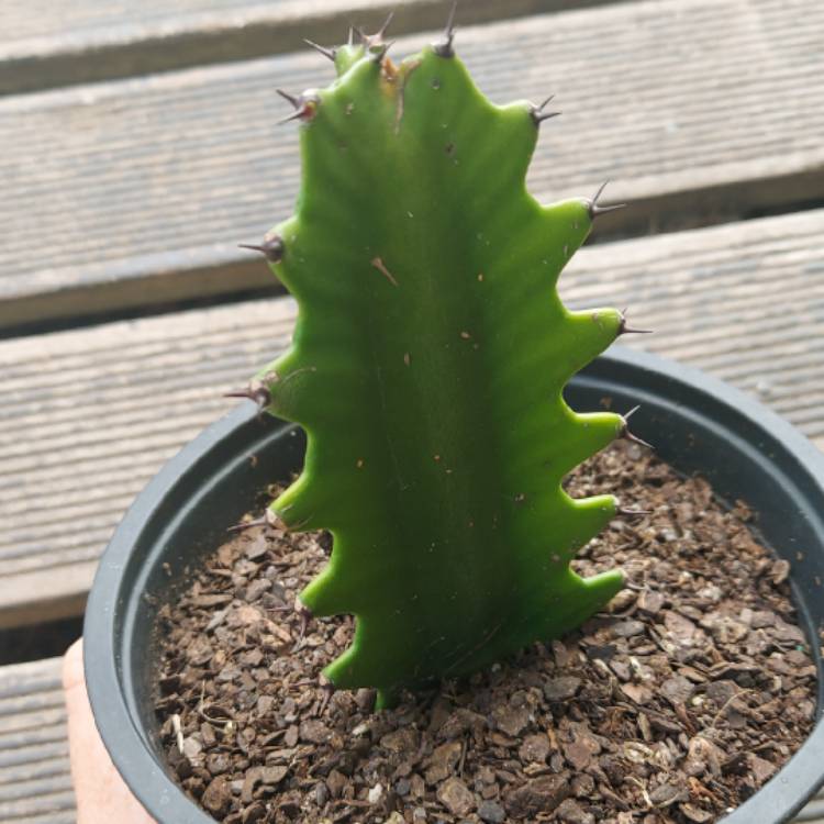plant image 1635978