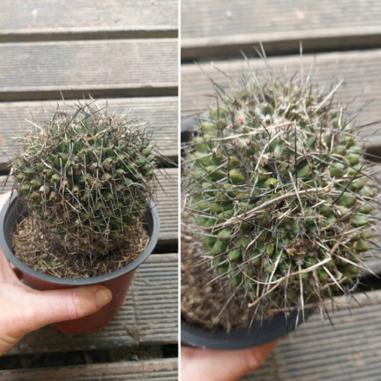 plant image 1635983