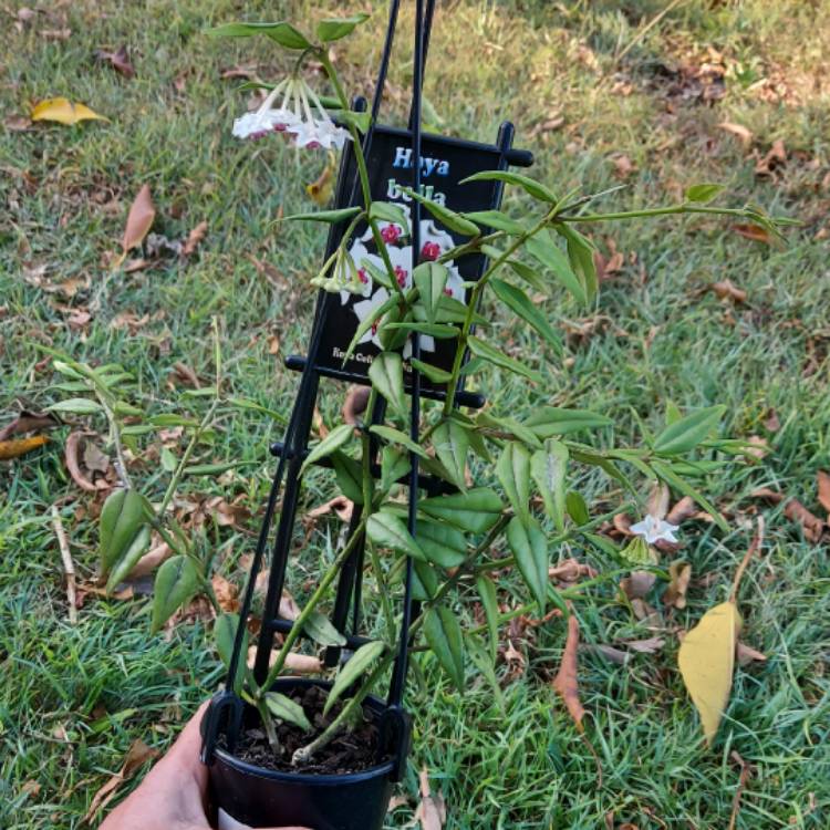 plant image 1638583