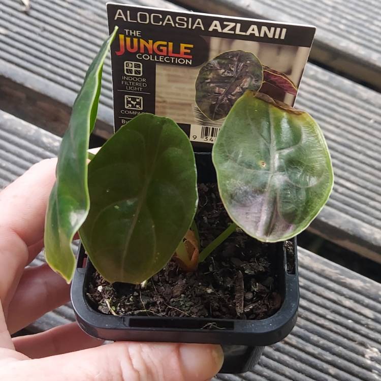 Plant image Alocasia Azlanii