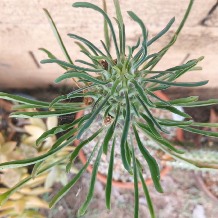 plant image 1639587 plant image 1639587