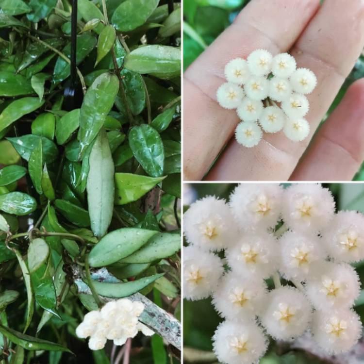 Plant image Hoya lacunosa var. lacunosa