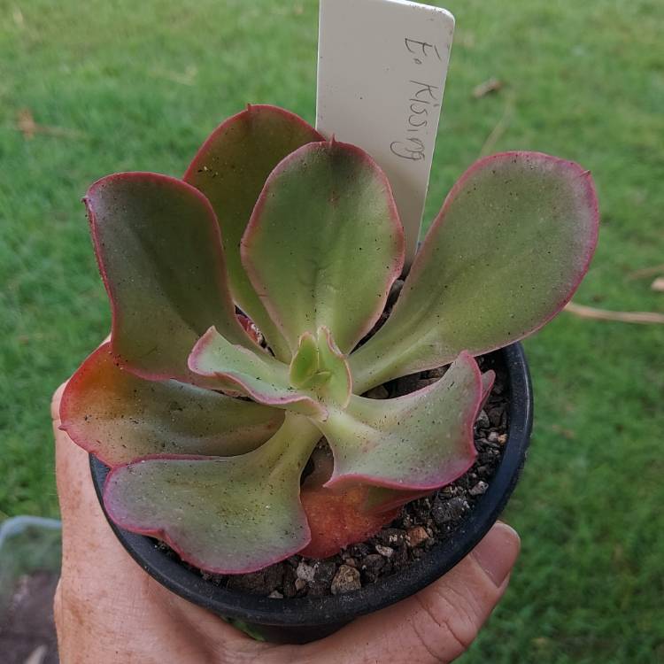 plant image 1640905