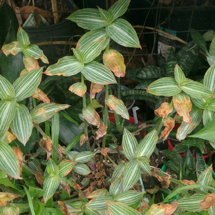 plant image 1641558