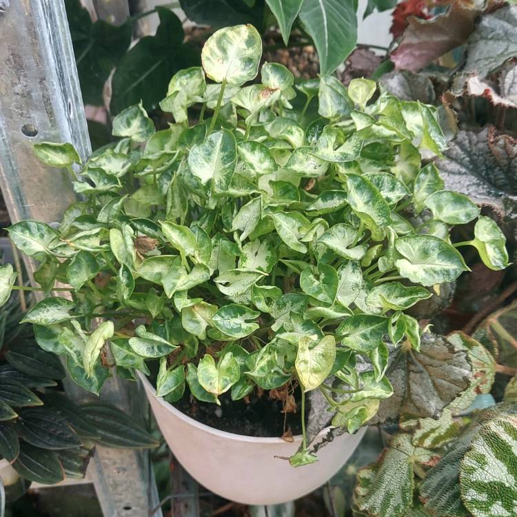 Plant image Syngonium 'Pixie'