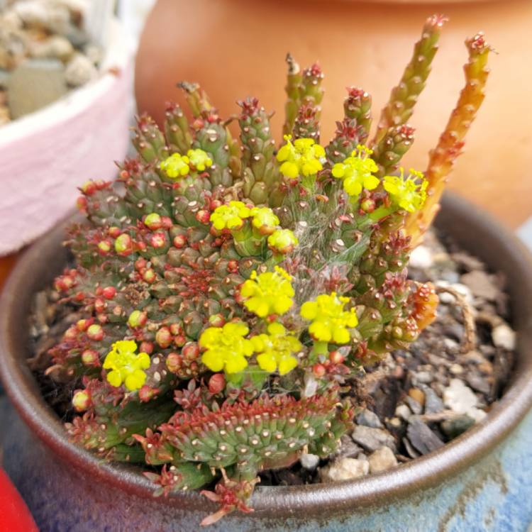 plant image 1643868 plant image 1643868