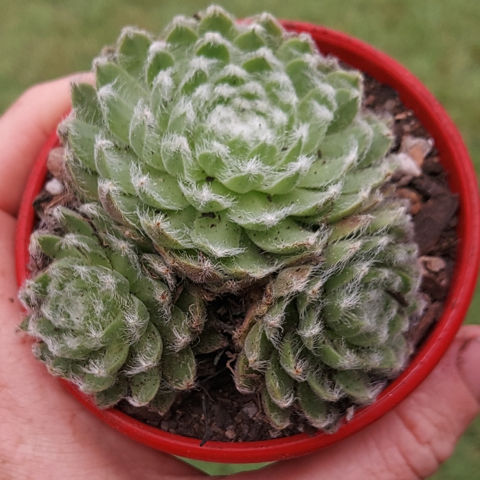 Plant image Sempervivum Ashes of Roses