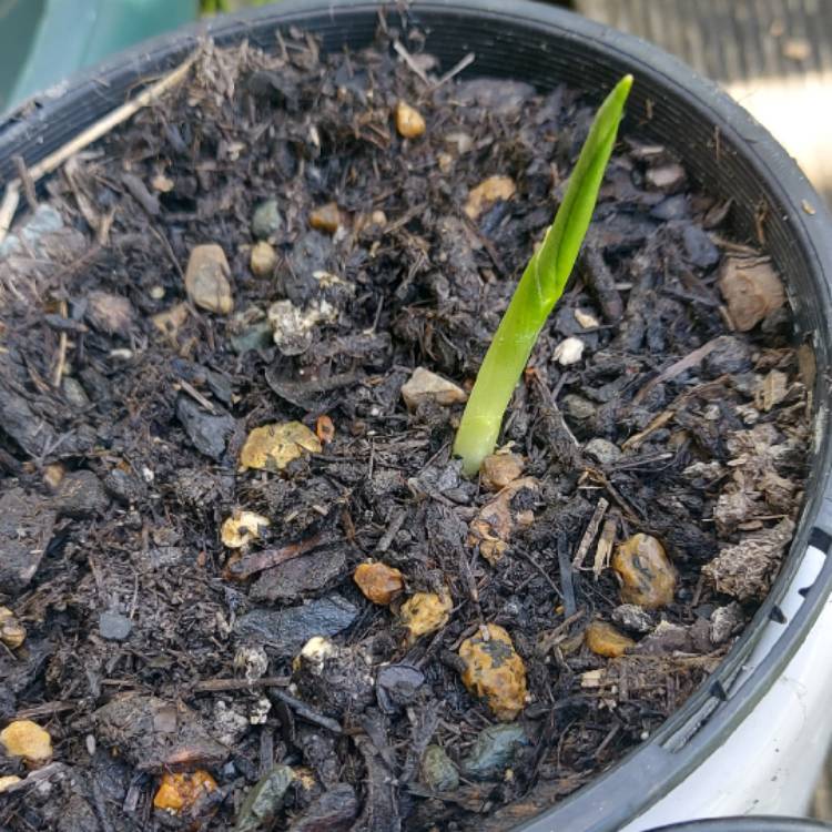Plant image Arisaema consanguineum