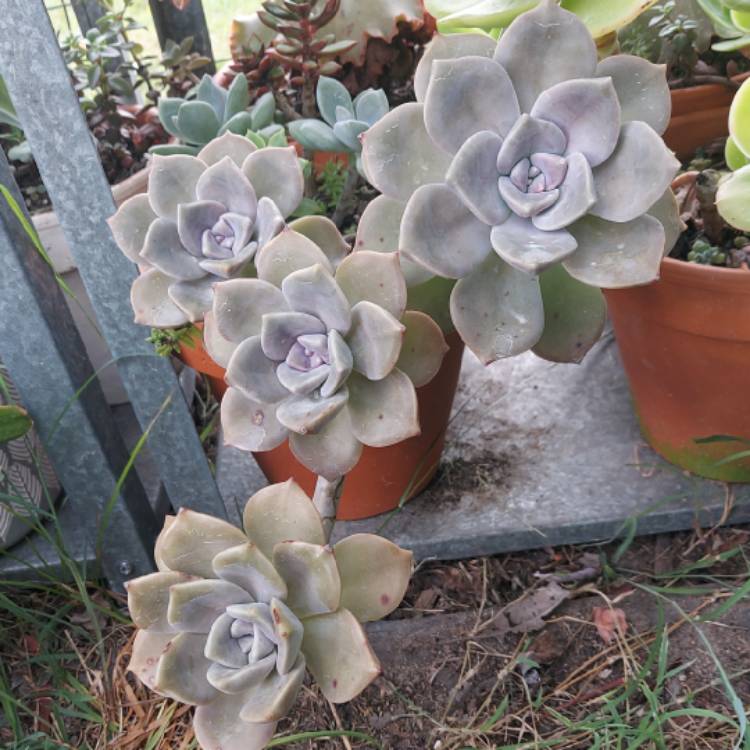 plant image 1645531 plant image 1645531