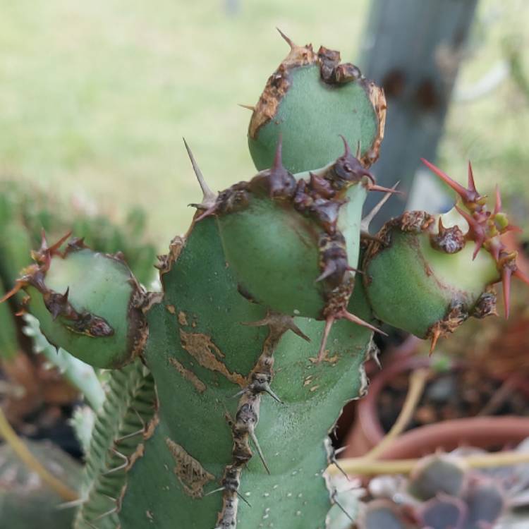 Plant image Euphorbia coerulescens