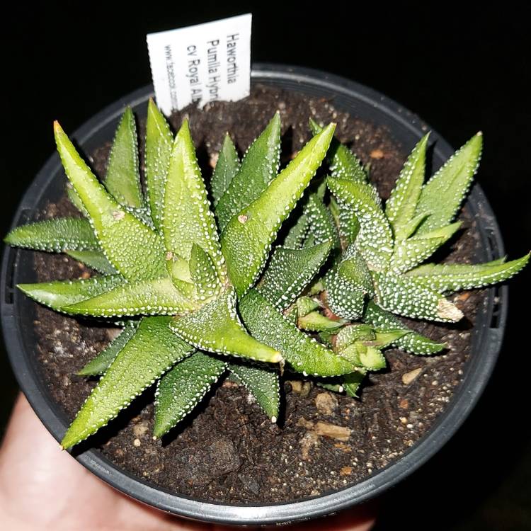 Plant image Haworthia Fasciata ‘Royal Albert'