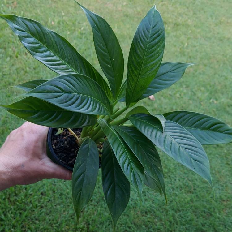 Plant image Philodendron campii syn. Philodendron 'Lynette', Philodendron campii 'Lynette'