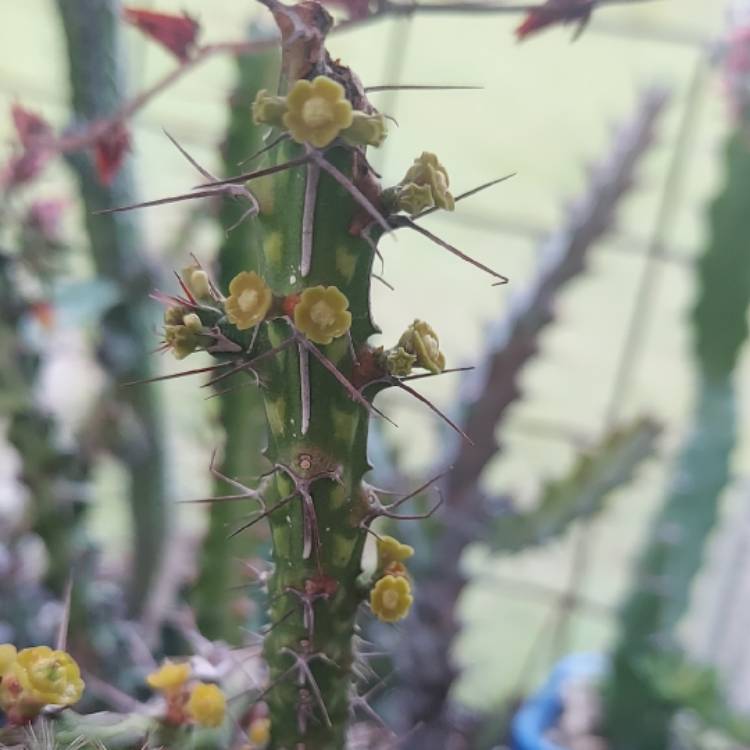 Plant image Euphorbia uhligiana