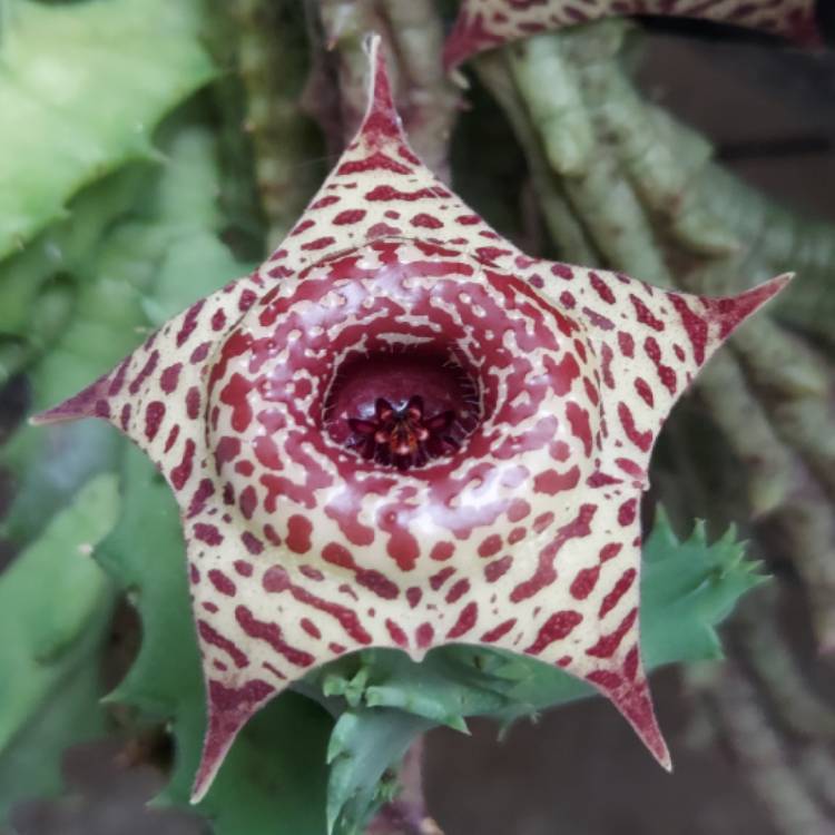 plant image 1646489 plant image 1646489