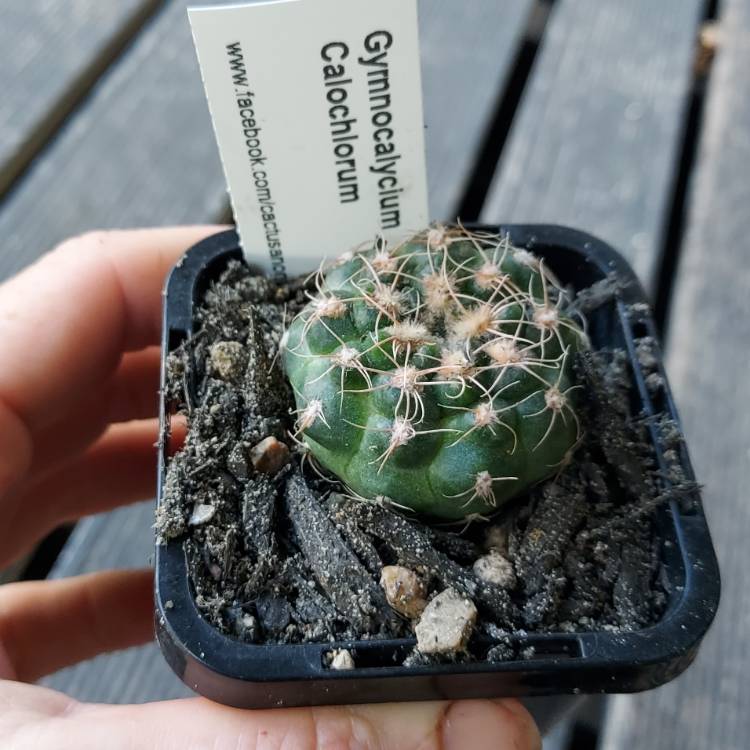 Plant image Gymnocalycium calochlorum