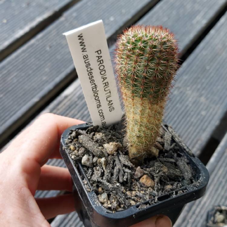 Plant image Notocactus rutilans syn. Parodia rutilans