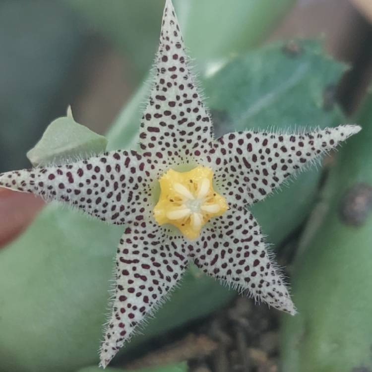 Plant image Piaranthus geminatus
