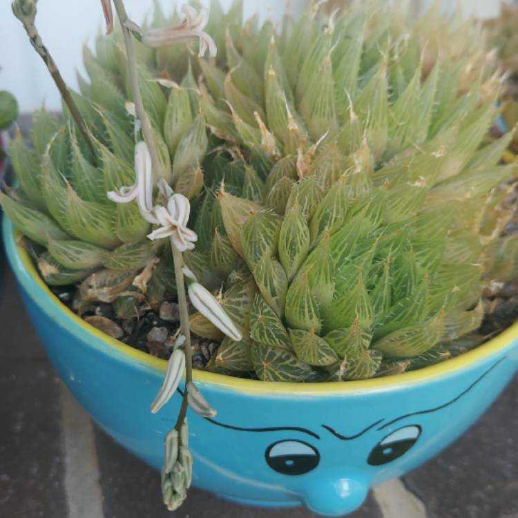 Plant image Haworthia cooperi var. leightonii