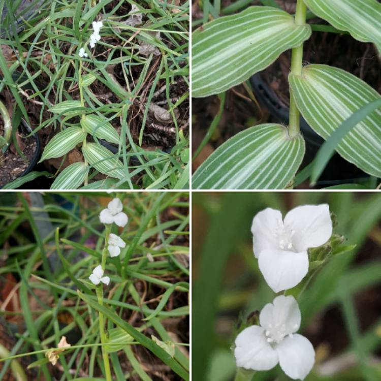 plant image 1658991