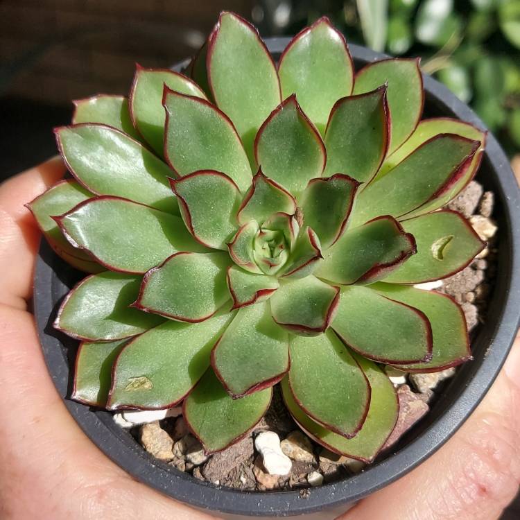 Plant image Echeveria Mocha