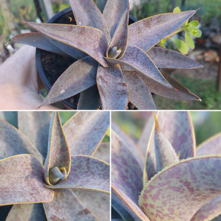 Plant image Mangave Purple People Eater