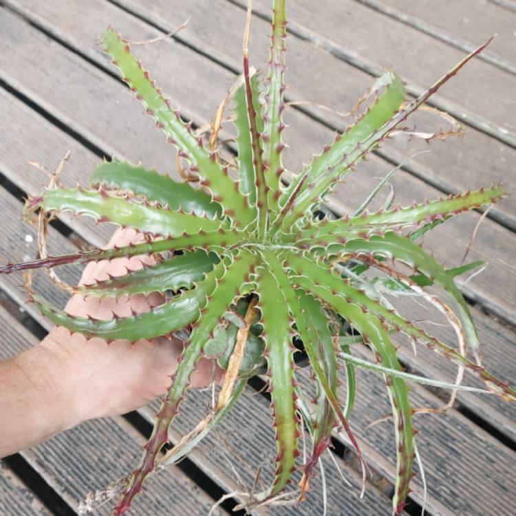 Plant image Dyckia