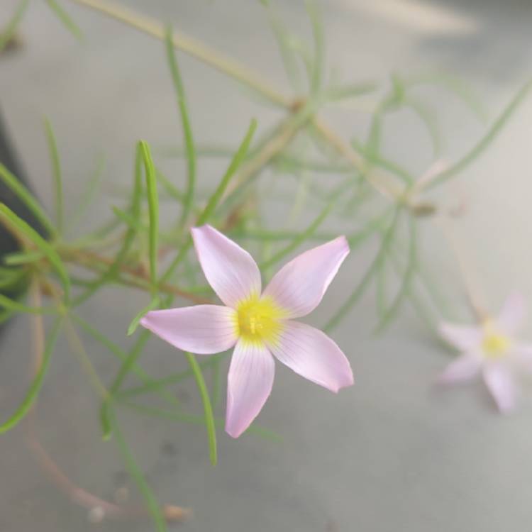 Plant image Oxalis polyphylla